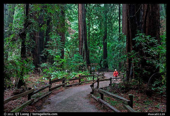 Visitor in redwood forest. Muir Woods National Monument, California, USA