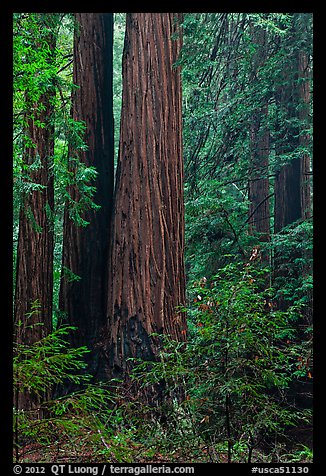 Redwoods and lush undergrowth. Muir Woods National Monument, California, USA (color)