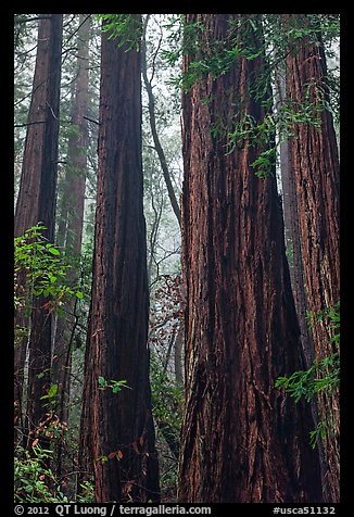 Tall redwood trees in fog. Muir Woods National Monument, California, USA
