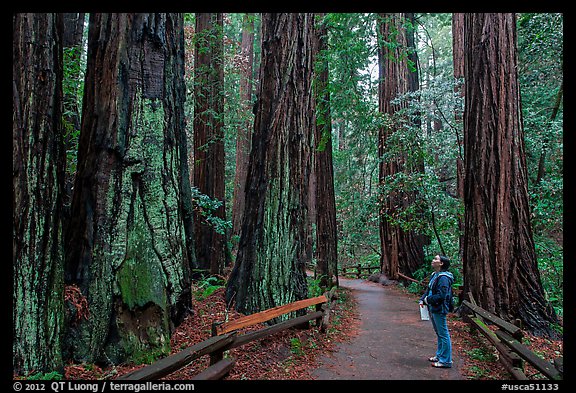 Woman looking at tall redwood trees. Muir Woods National Monument, California, USA (color)