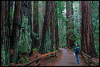 Woman looking at tall redwood trees. Muir Woods National Monument, California, USA (color)