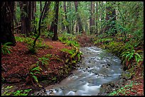 Stream in redwood forest. Muir Woods National Monument, California, USA (color)