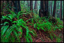 Ferns and redwood trees. Muir Woods National Monument, California, USA ( color)