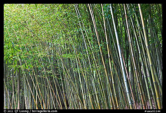 Bamboo forest. Saragota,  California, USA (color)