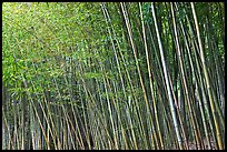 Bamboo forest. Saragota,  California, USA