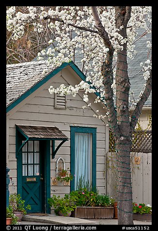 Tree in bloom and house. Saragota,  California, USA (color)