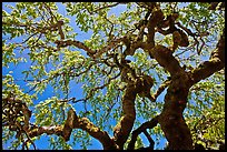 Oak trees with new leaves, Filoli estate. Woodside,  California, USA