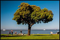 Tree and grassy shoreline, McNears Beach County Park. San Pablo Bay, California, USA (color)