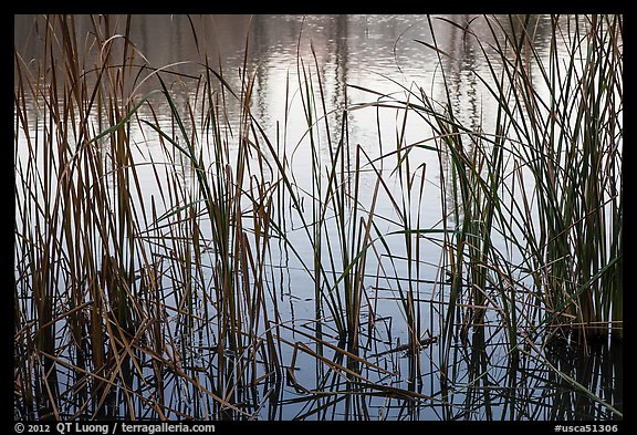Reeds and pond, Garin Regional Park. California, USA (color)