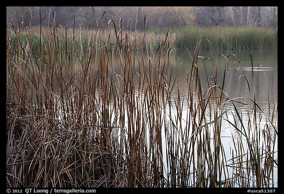 Reeds, Jordan Pond, Garin Regional Park. California, USA