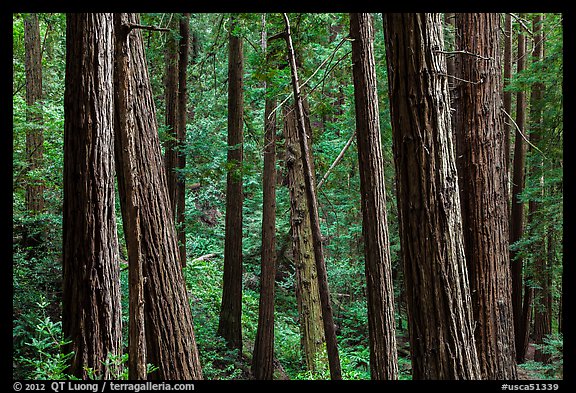 Redwood forest on hillside. Muir Woods National Monument, California, USA