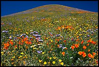 Multicolored flowers and hill, Gorman Hills. California, USA ( color)