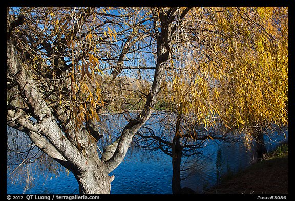 Pond and willows in autumn, Ed Levin County Park. California, USA