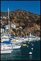 Yachts, Avalon harbor, Catalina Island. California, USA (color)