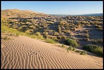 Sand ripples on Kelso Dunes, early morning. Mojave National Preserve, California, USA (color)