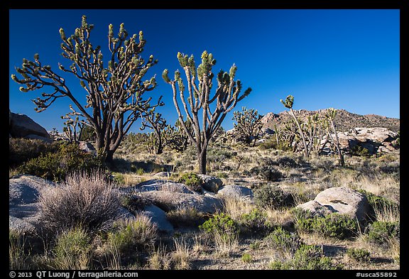 Joshua trees and Teutonia Peak. Mojave National Preserve, California, USA
