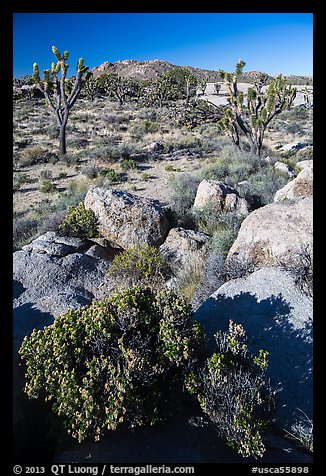 Rocks, Joshua Trees, and Teutonia Peak. Mojave National Preserve, California, USA