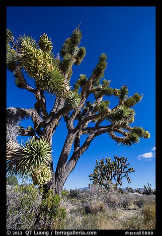 Blooming Joshua Trees. Mojave National Preserve, California, USA