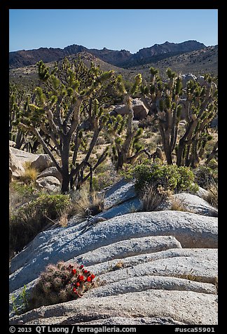 Cactus in bloom, Joshua Trees, and desert mountains. Mojave National Preserve, California, USA