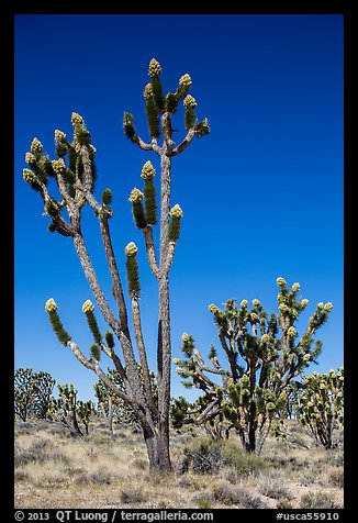 Joshua trees (Yucca brevifolia) with flowers. Mojave National Preserve, California, USA