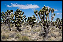 Dense forest of Joshua trees blooming. Mojave National Preserve, California, USA ( color)
