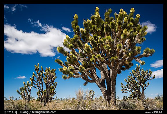 Joshua tree with many branches in bloom. Mojave National Preserve, California, USA