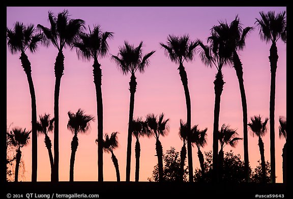 Palm trees at sunset. Los Angeles, California, USA (color)