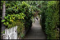 Lush pedestrian alley, with man walking dog in distance. Venice, Los Angeles, California, USA ( color)
