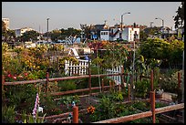 Community gardens. Santa Monica, Los Angeles, California, USA ( color)