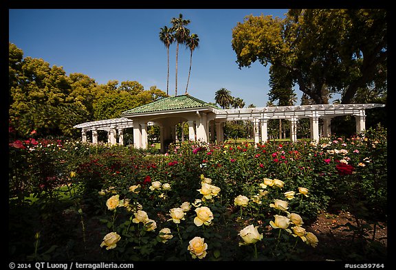 Rose Garden. Pasadena, Los Angeles, California, USA (color)