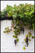 Grapes and white wall, El Presidio. Santa Barbara, California, USA ( color)