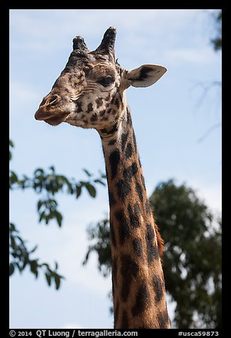 Giraffe, San Diego Zoo. San Diego, California, USA (color)