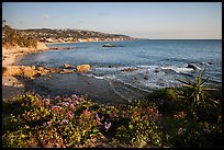 High bluff with flowers overlooking coastline in late afternoon. Laguna Beach, Orange County, California, USA ( color)