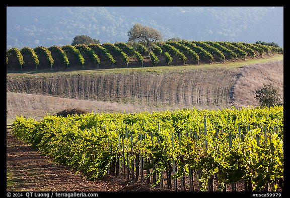 Rolling hills and Vineyards, Santa Barbara Wine country. California, USA (color)