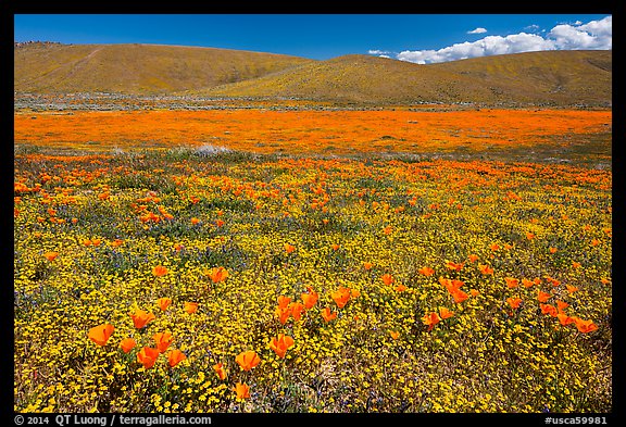 California poppies and goldfieds. Antelope Valley, California, USA (color)