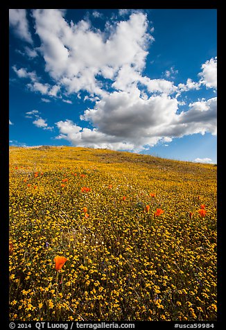Hill with goldfield flowers and a few poppies. Antelope Valley, California, USA (color)