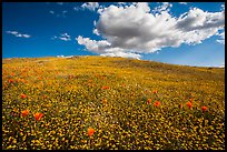 Hill solidly covered with goldfield flowers and a few poppies. Antelope Valley, California, USA ( color)