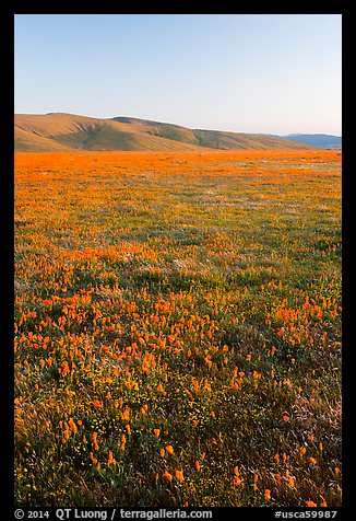 Field of closed poppies at sunset. Antelope Valley, California, USA (color)