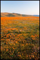 Field of closed poppies at sunset. Antelope Valley, California, USA ( color)