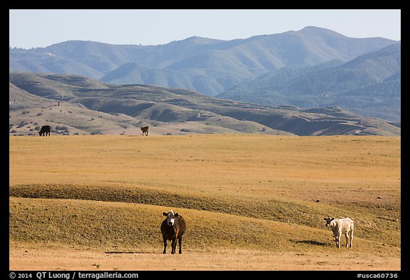 Cattle and Temblor Range. California, USA (color)
