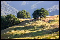 Oaks and hills, Temblor Range. California, USA ( color)