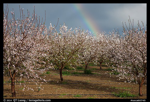 Orchard in bloom and rainbow. California, USA (color)