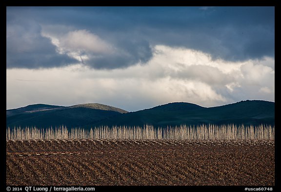 Field, bare trees, hills, and clouds. California, USA (color)