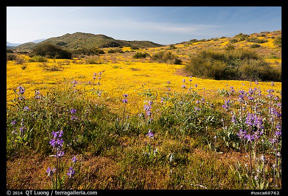 Spring wildflowers on hills. Carrizo Plain National Monument, California, USA (color)