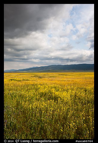 Wildflowers in meadow and Temblor Range. Carrizo Plain National Monument, California, USA (color)