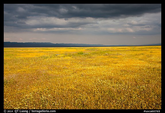 Grassland in bloom under dark sky. Carrizo Plain National Monument, California, USA (color)