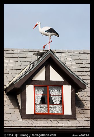 Stork on roof window. Solvang, California, USA (color)