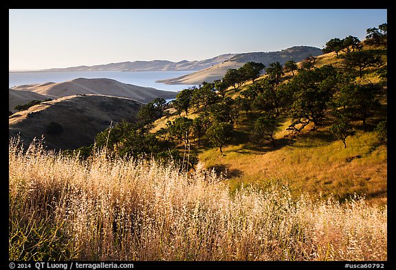Grasses, oaks, and hills above San Luis Reservoir. California, USA (color)