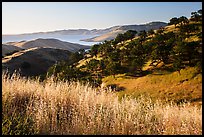 Grasses, oaks, and hills above San Luis Reservoir. California, USA ( color)