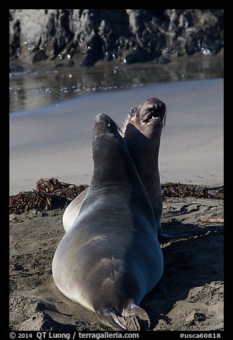 Pair of female earless seals, Piedras Blancas. California, USA (color)